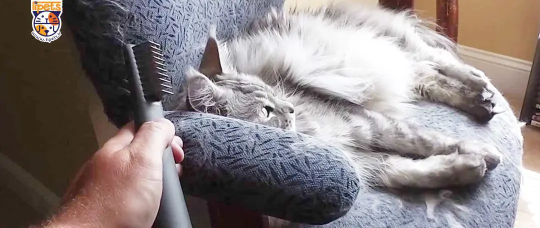 علت ریزش موی گربه ها