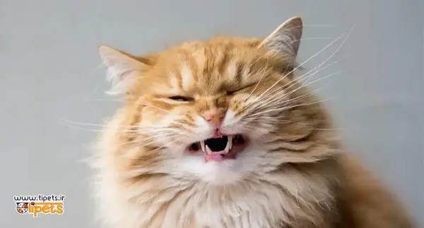 بوی بد دهان گربه و سلامت دندان